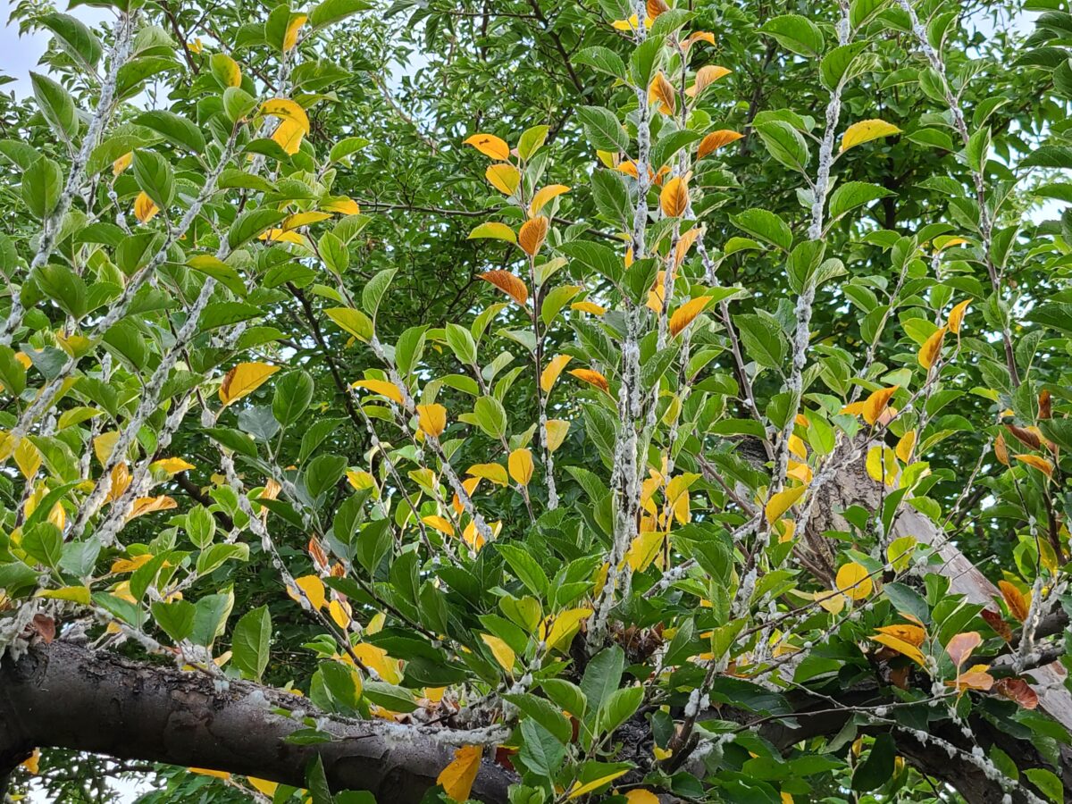 Garden Help Desk The truth behind the white fluff found on trees